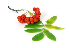 Closeup Of Bunch Of Ashberry Royalty Free Stock Image Closeup Of Bunch Of Ashberry Royalty Free Stock Image