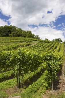 Vineyards Stock Images Vineyards Stock Images