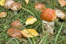Aspen Mushroom Stock Photo Aspen Mushroom Stock Photo