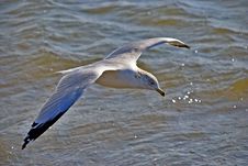 Gull On Wing Above An Ocean Royalty Free Stock Photo Gull On Wing Above An Ocean Royalty Free Stock Photo