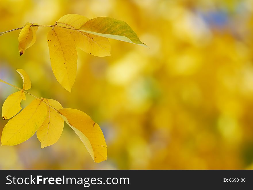 Shallow focus on yellow autumn walnut leaves. Shallow focus on yellow autumn walnut leaves