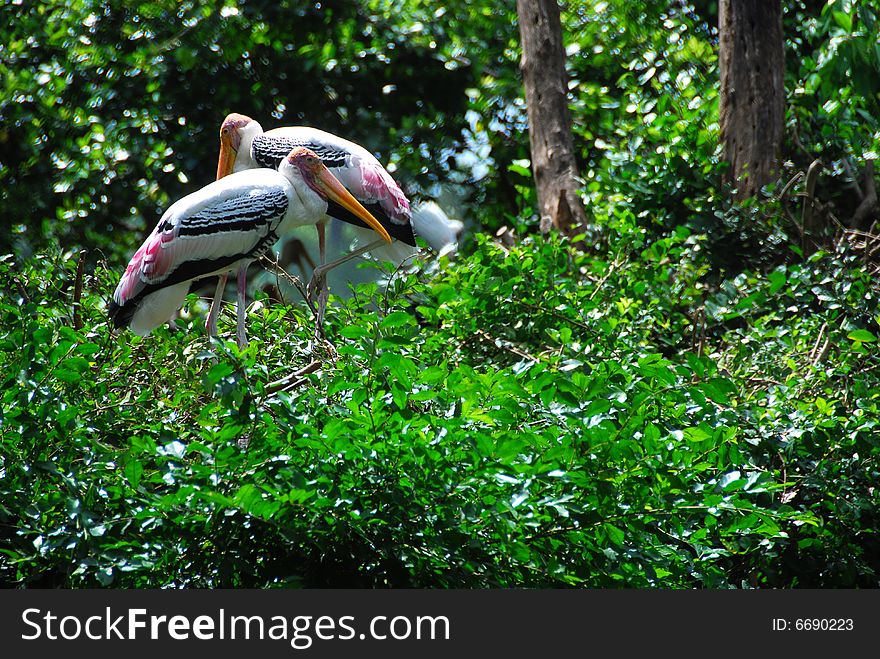 Two bird stand on the tree in the forest. Two bird stand on the tree in the forest