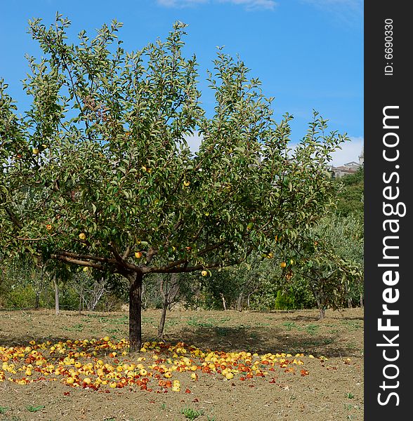 Mature yellow apples falling from the tree. Mature yellow apples falling from the tree