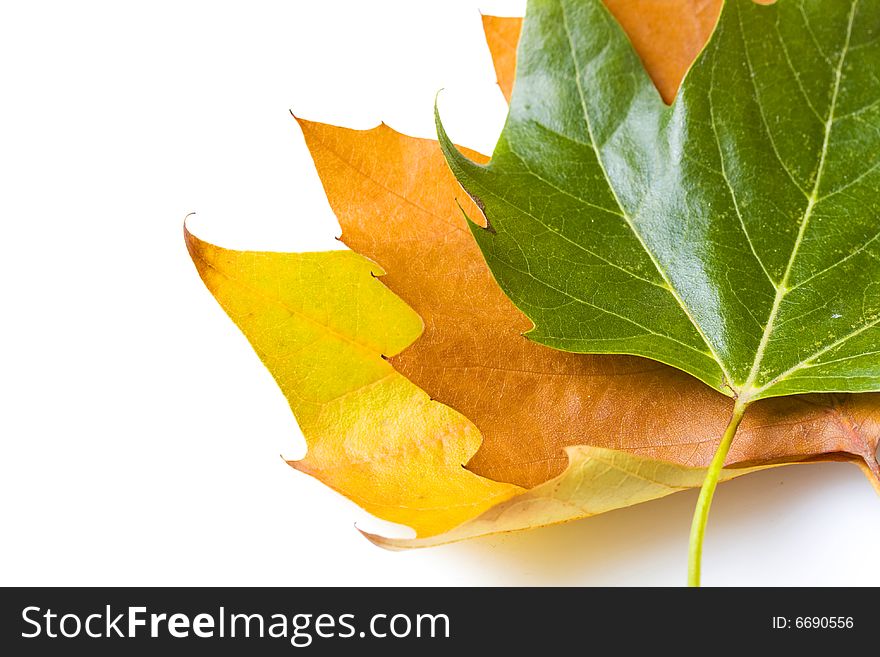 Three differently colored leaves on white background. Three differently colored leaves on white background