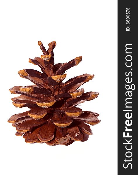 Exposed pine-cone on the white isolated background