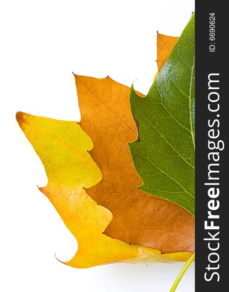 Three differently colored leaves on white background. Three differently colored leaves on white background