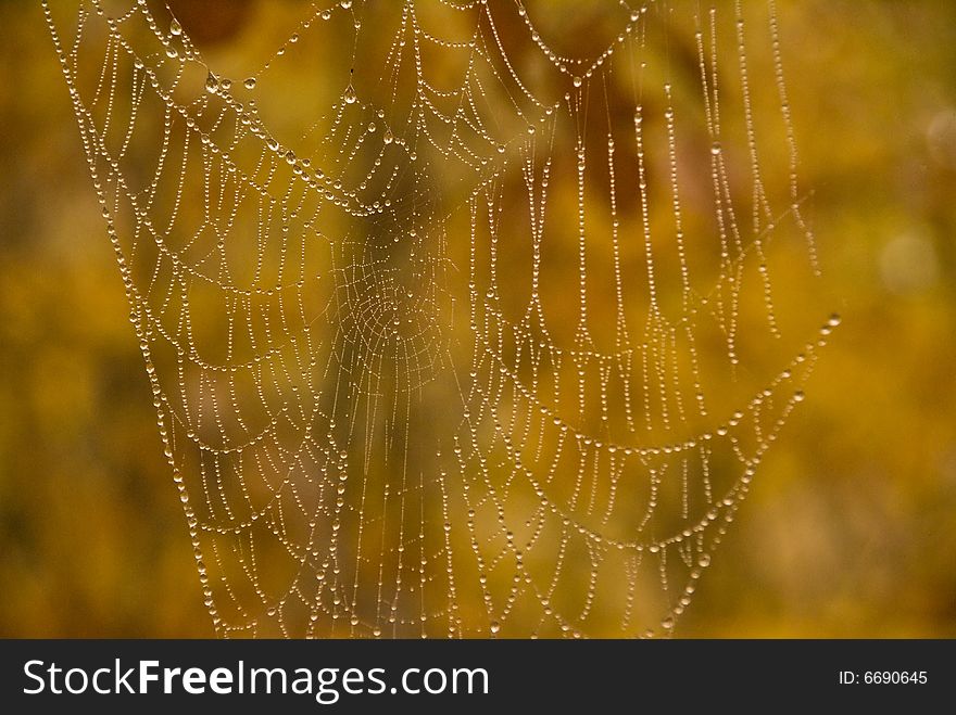 Dewy spiderweb with blurred background of autumn leaves