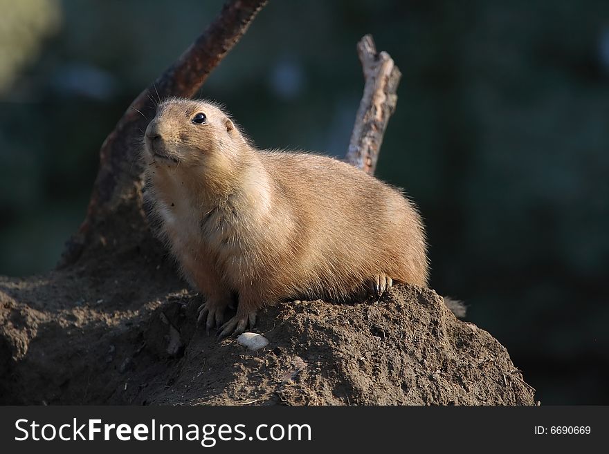 A black tailed prairie dog (Cynomys ludovicianus) looking
