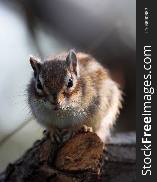 The Eastern Chipmunk (Tamias Striatus) On Branch