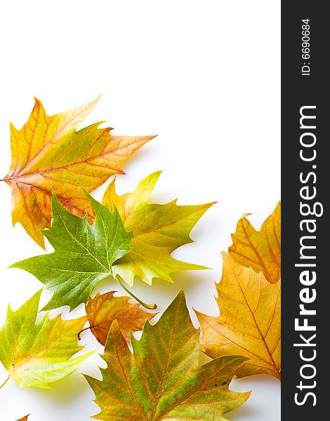 Differently colored leaves on white background. Differently colored leaves on white background