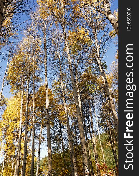 Tall Birch Trees