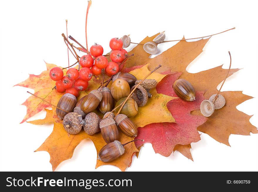 Natural autumn background by colorful leaves and acorns