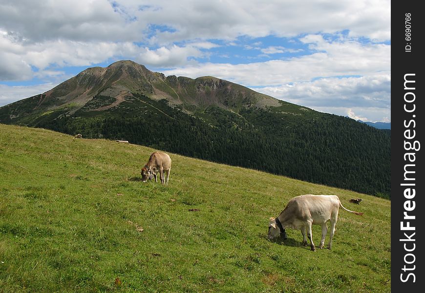 This is a high angle view of the Black Horn, a 2469 meter high mountain in italian Dolomite with cows grazing in front of it.