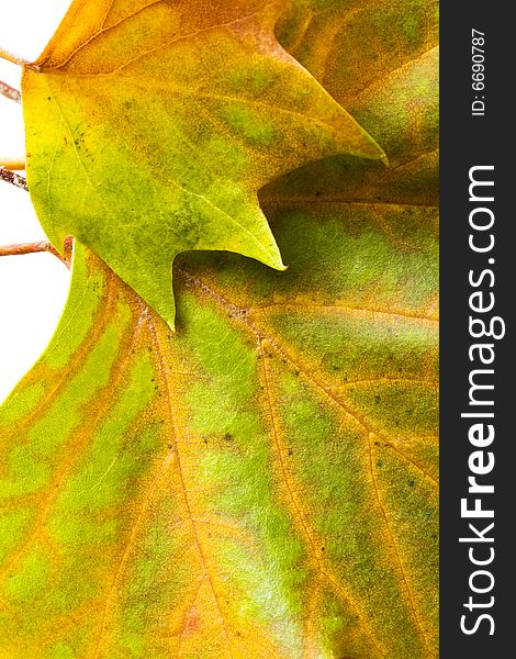 Closeup of autumn leaves set in a frame on white background