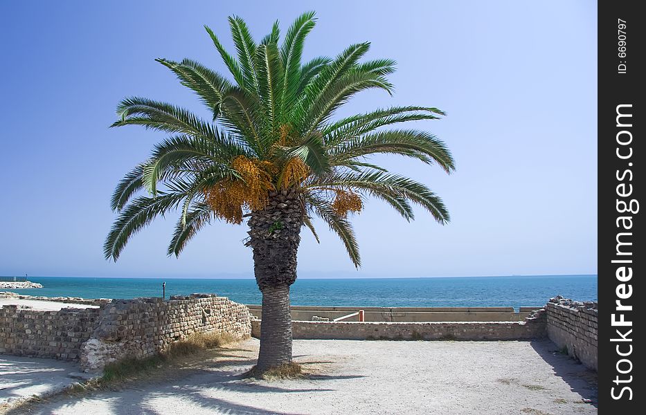 Palm on the ruin coast sea