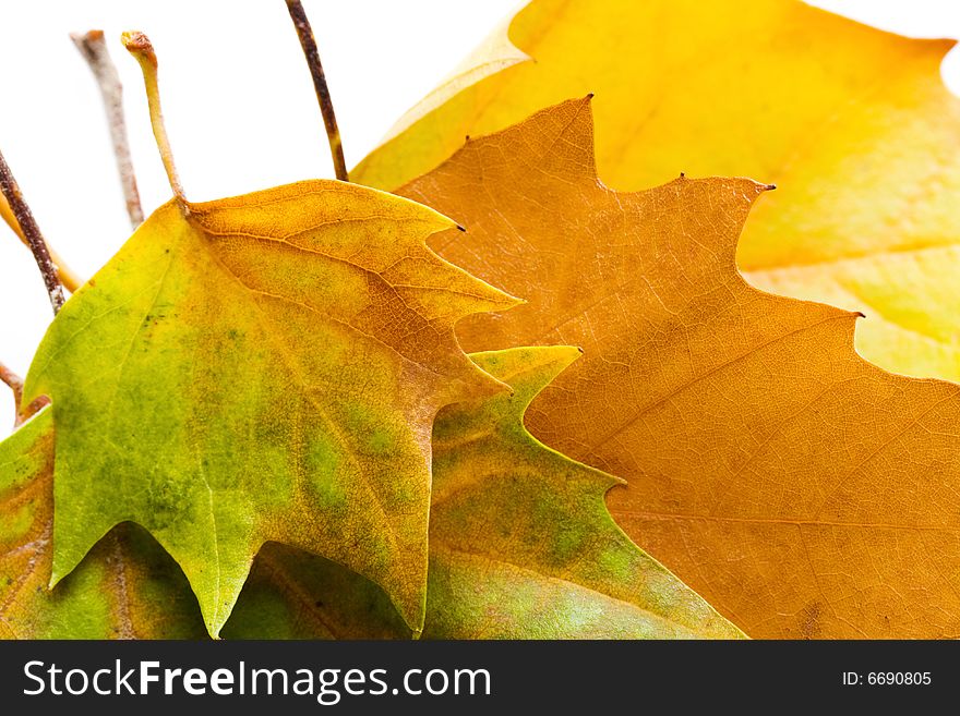 Closeup of autumn leaves set in a frame on white background