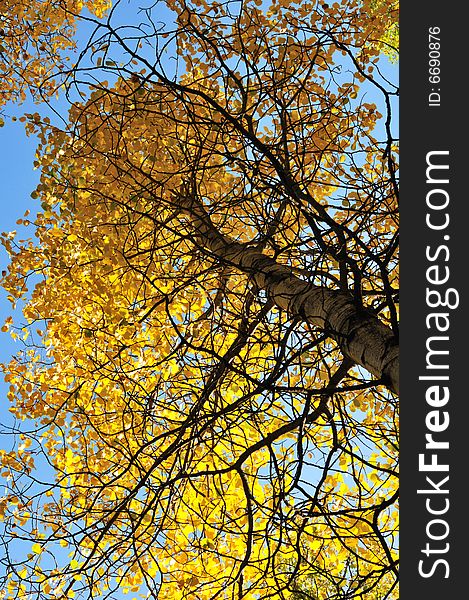 Tree Leaves Against The Blue Sky