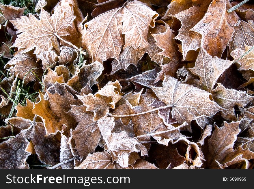 Frosty leafs in the early autumn morning. Frosty leafs in the early autumn morning