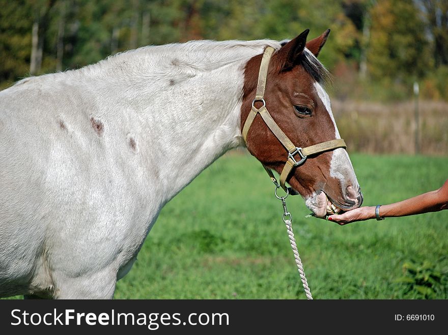 Pinto being fed fresh alfalfa. Pinto being fed fresh alfalfa.