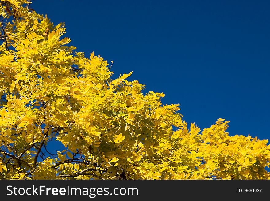 Bright autumn yellow leafs and blue sky. Bright autumn yellow leafs and blue sky