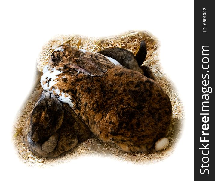 Two big lazy rabbits like a slippers. Two big lazy rabbits like a slippers