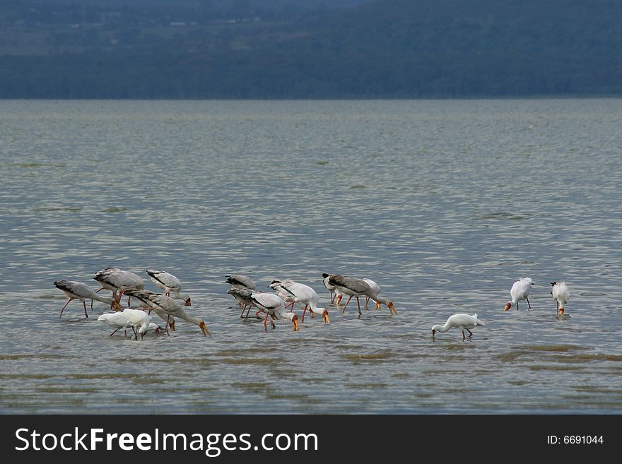 A photos of some african birds in a lake. A photos of some african birds in a lake