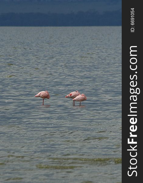 A photos of some african birds in a lake. A photos of some african birds in a lake