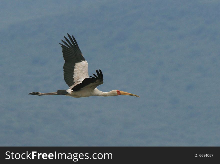 Photos of an african bird in flight. Photos of an african bird in flight