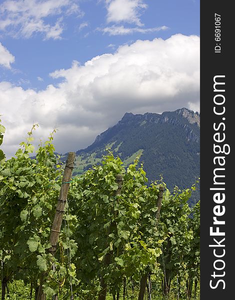 Vineyards in the city of Spiez, Switzerland