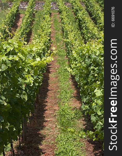 Vineyards in the city of Spiez, Switzerland