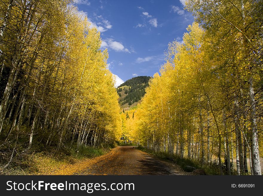 Mountain Road in the Fall lined with Aspen Trees. Mountain Road in the Fall lined with Aspen Trees