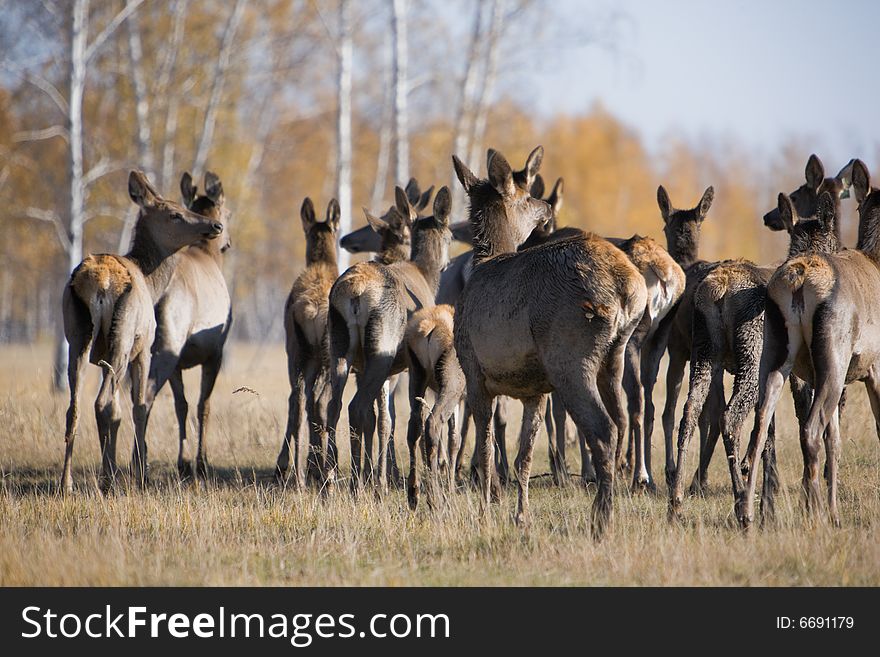 Female deers at autumn, showing backs