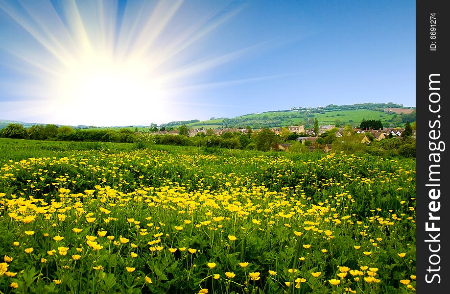 Bright field of yellow flowers and rising sun. Bright field of yellow flowers and rising sun