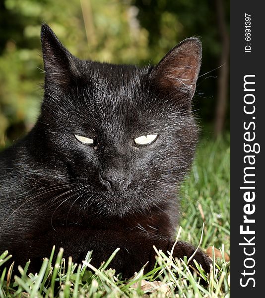 Portrait of a Vicious black cat in the grass. Portrait of a Vicious black cat in the grass