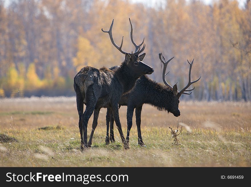 Pair of deers posing at autumn