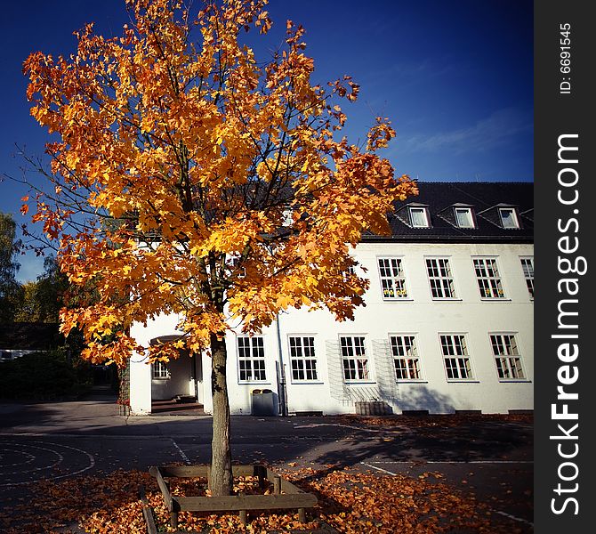 A beautiful autumn morning. The yellow leaves looks so beautiful with the blue sky.