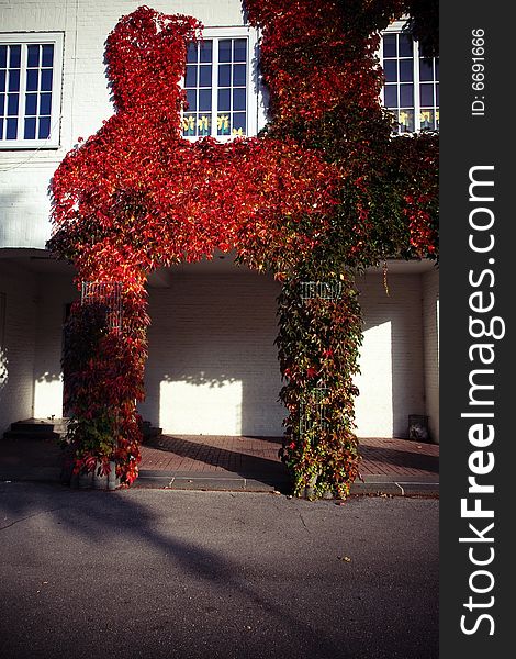 A beautiful autumn morning. The leaves looks so beautiful with the blue sky.