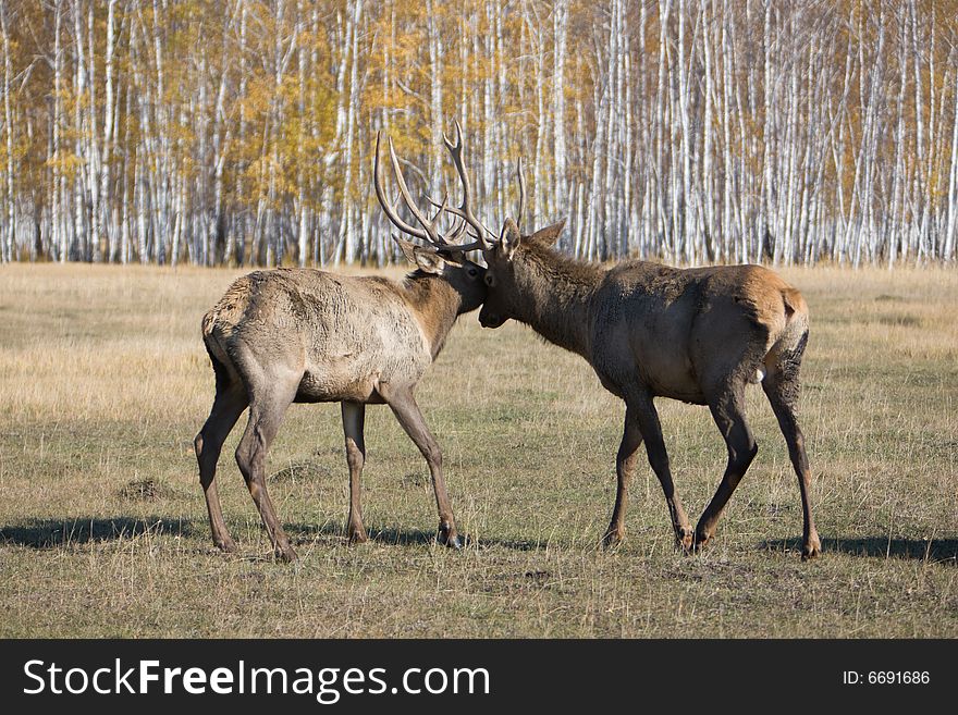 Deers fighting with antlers at autumn