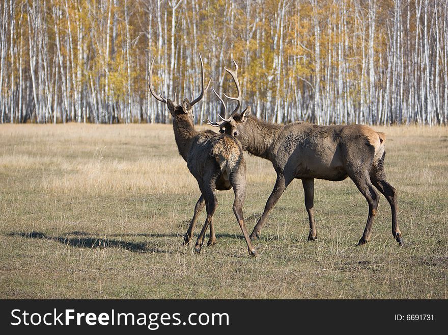 Deers Fighting