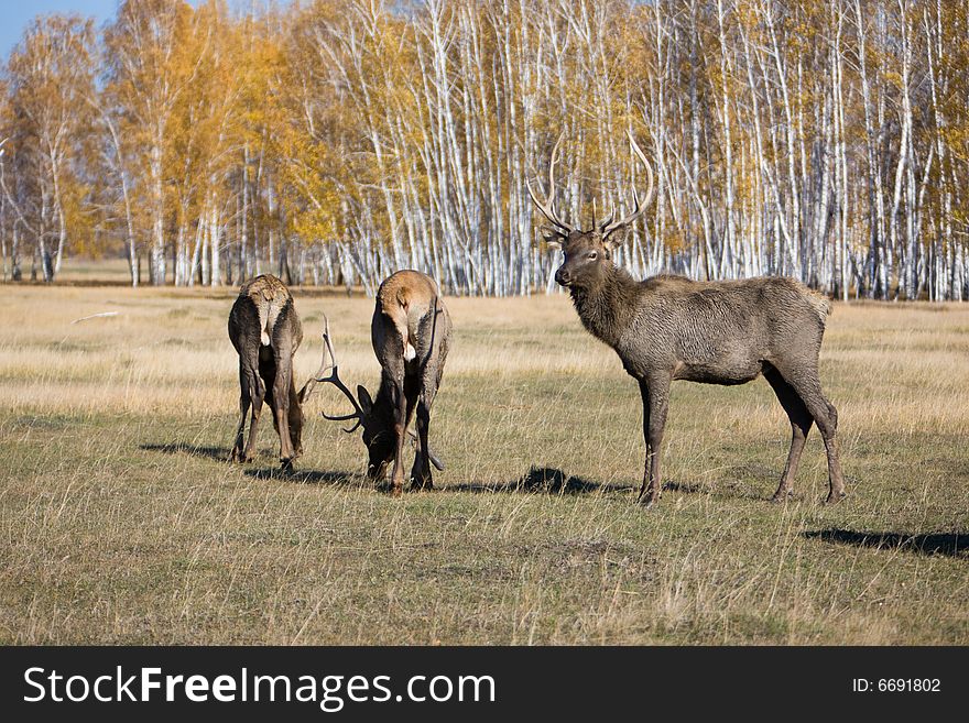 Male deers walking and eating