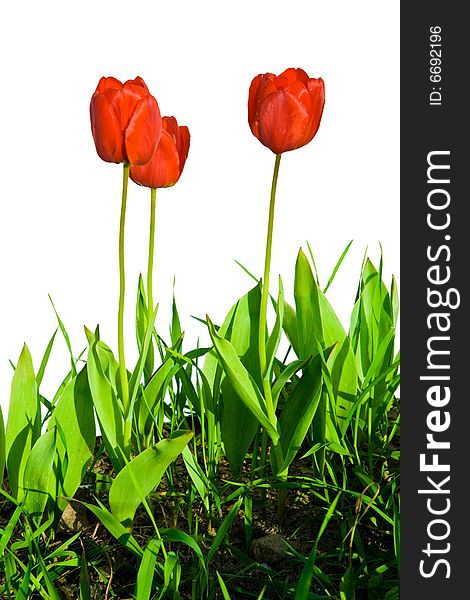 Isolated tulips on a whiye background