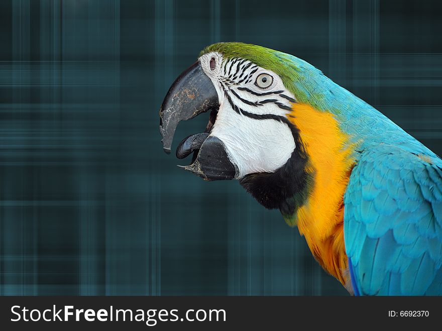Pretty parrot on a plaid background. Pretty parrot on a plaid background.