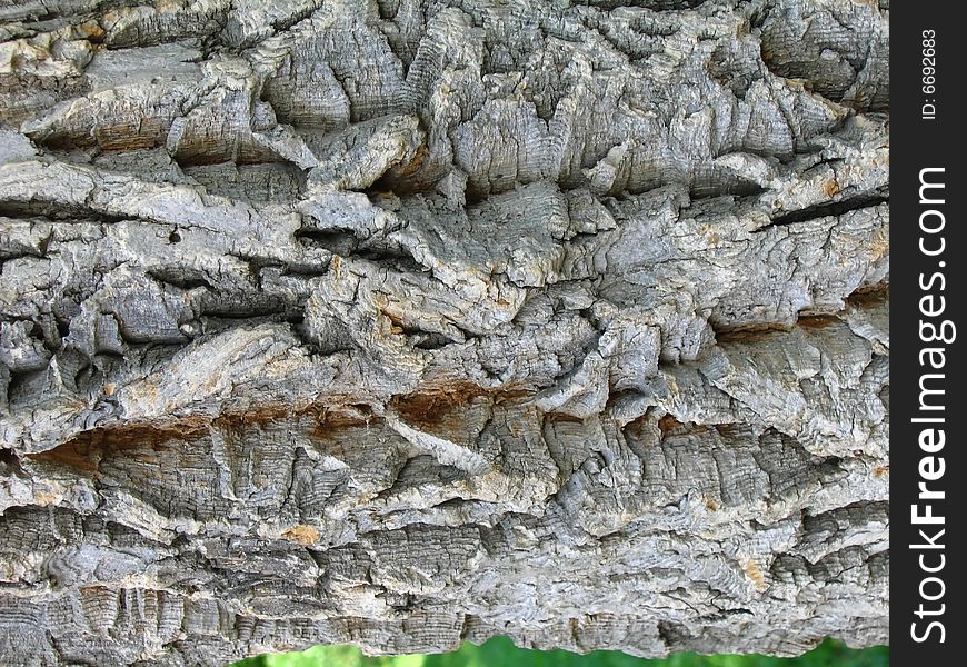 Texture of a bark of a tree; background. Texture of a bark of a tree; background