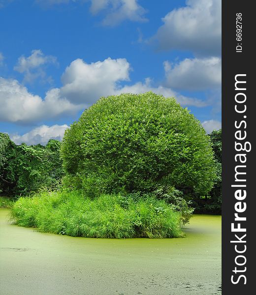 Tree on small island overgrown with grass. Tree on small island overgrown with grass