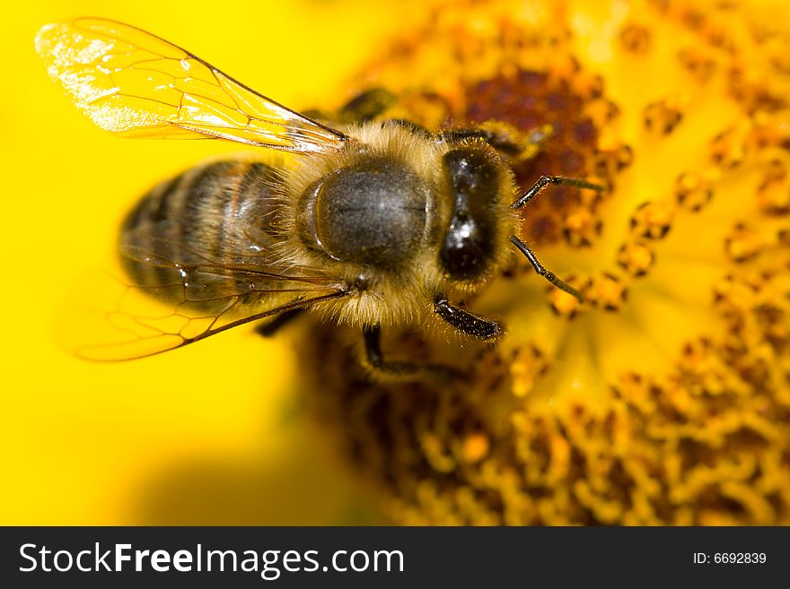 Bee on yellow flower