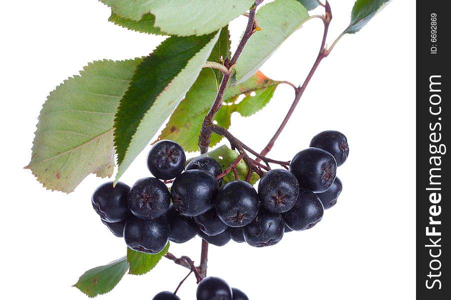 Black Ashberries Isolated