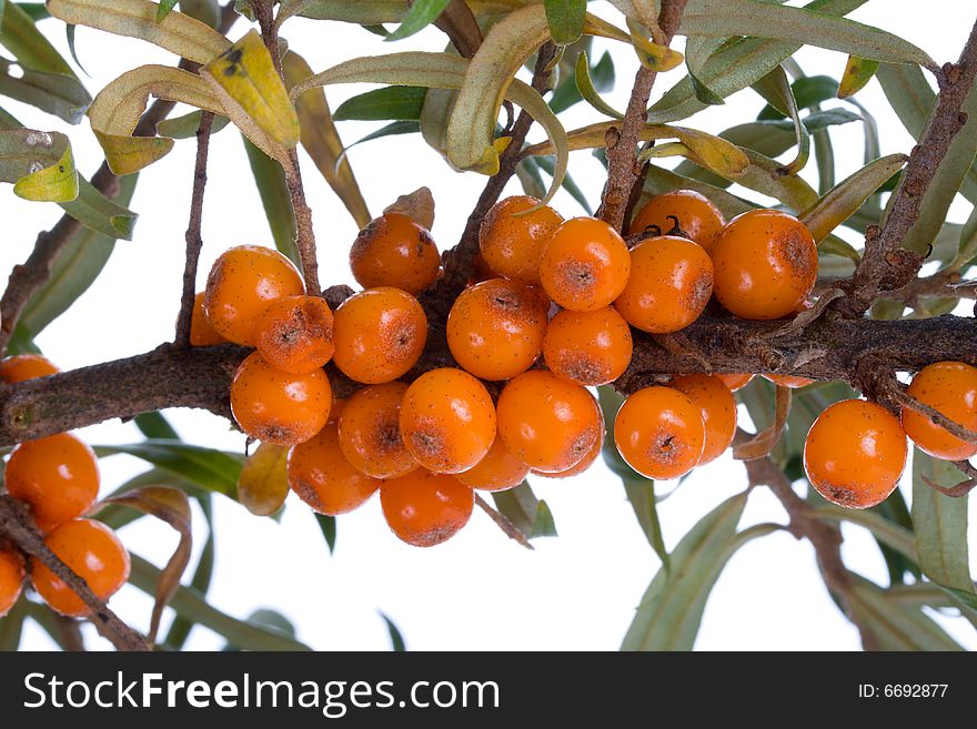 Close-up branch of sea-buckthorn, isolated on white. Close-up branch of sea-buckthorn, isolated on white