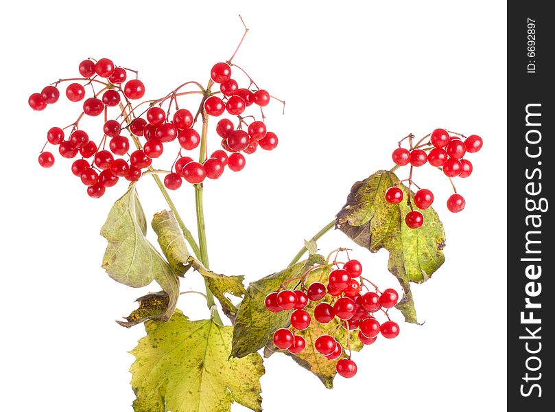 Close-up branch of snowball tree with berries, isolated on white. Close-up branch of snowball tree with berries, isolated on white