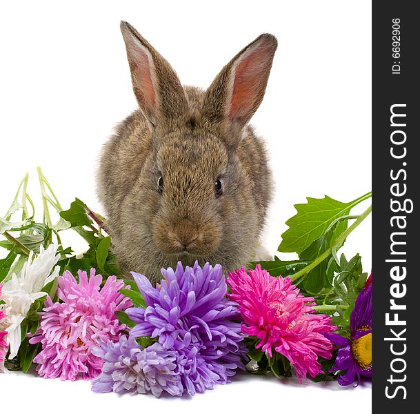 Close-up bunny smelling flowers, isolated on white