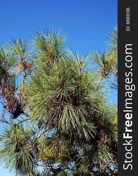 Closeup of pine branch with long needles with blue sky as background. Mediterranean coast of Turkey
